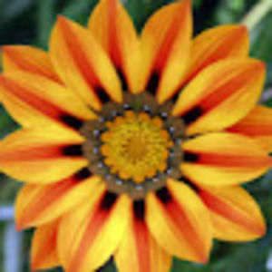 Meet your Posher, Leah